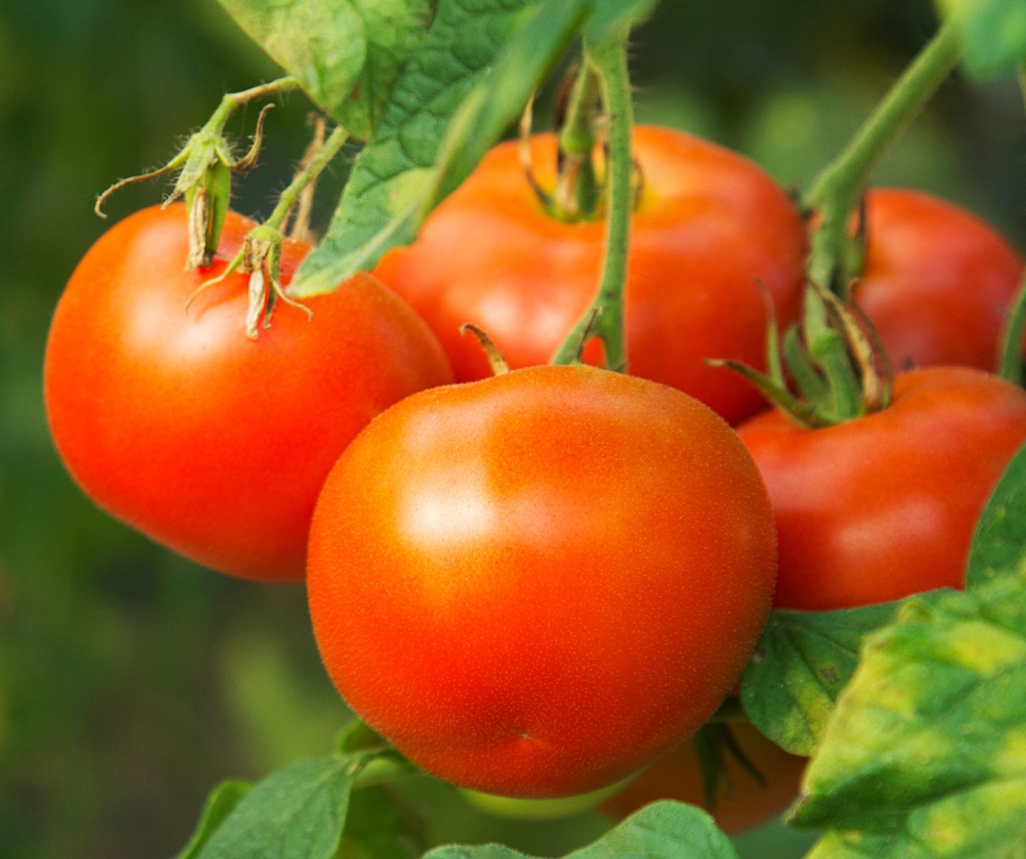 Close up of tomato crop