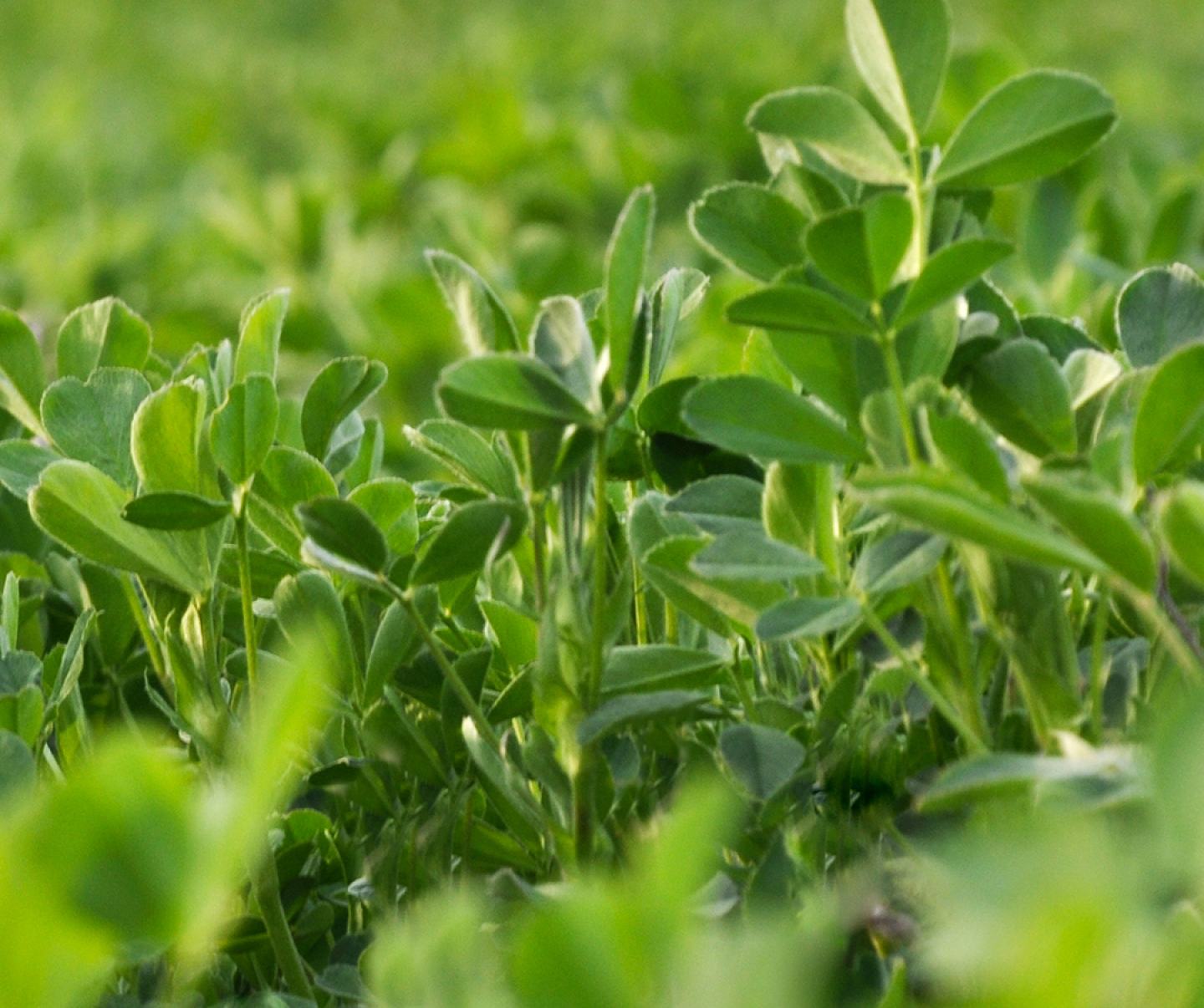 Alfalfa crop up close