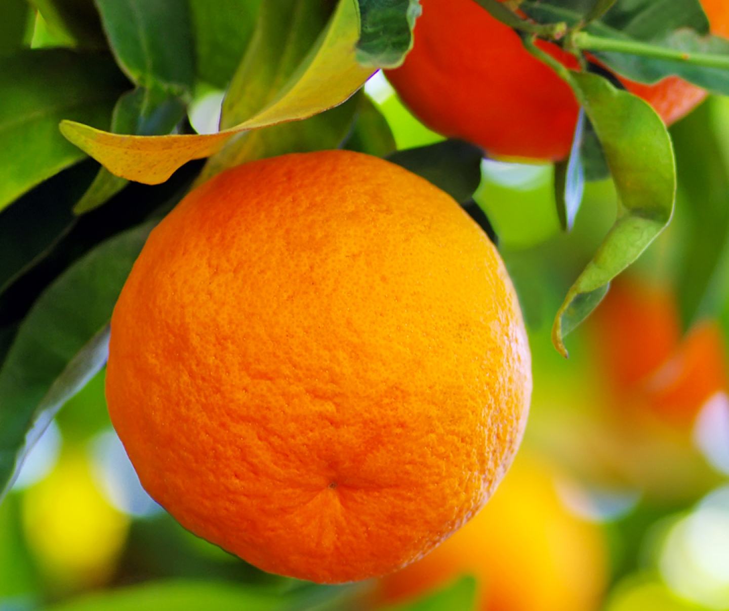 Close up of orange on tree