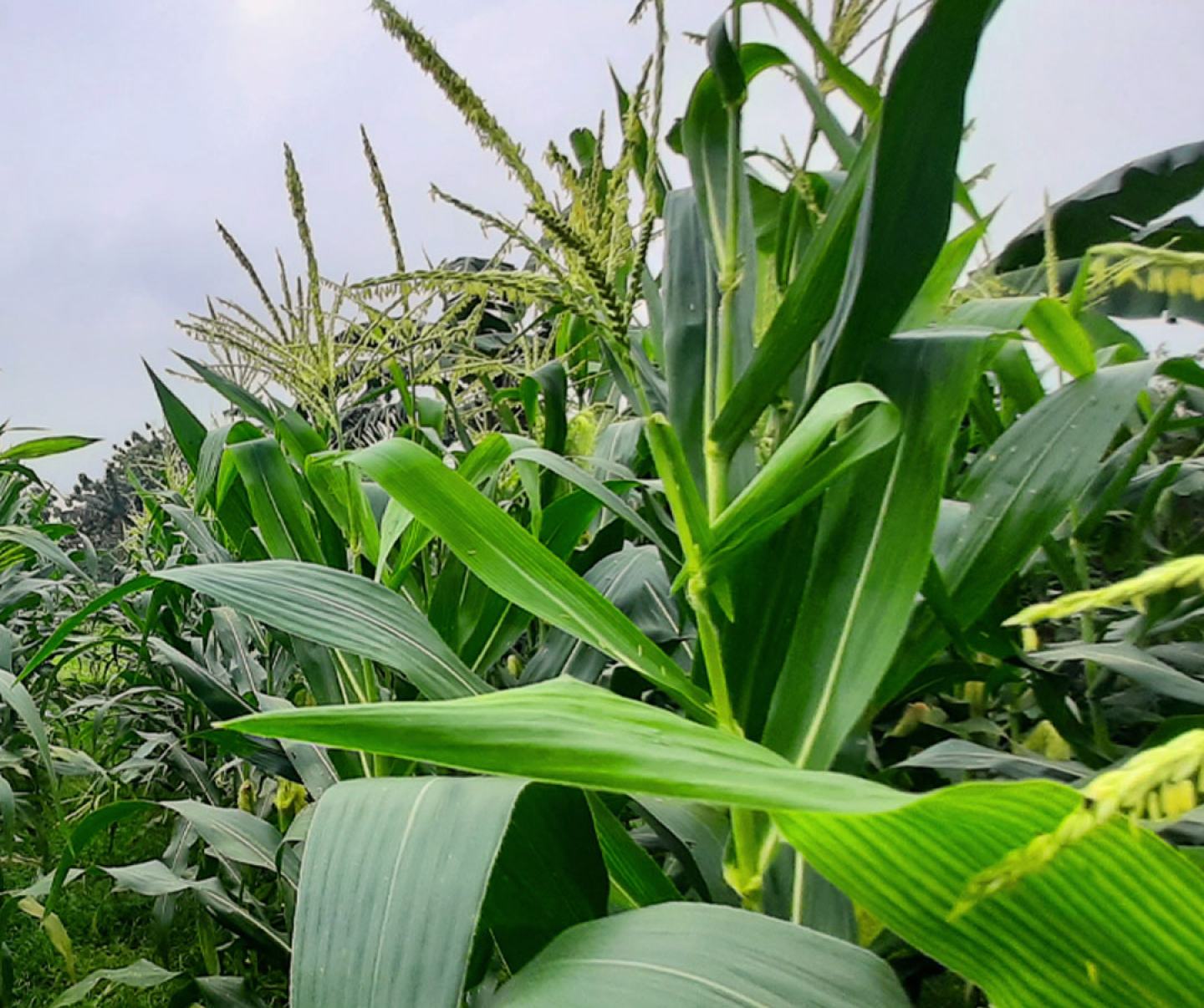 Close up of corn crop in field