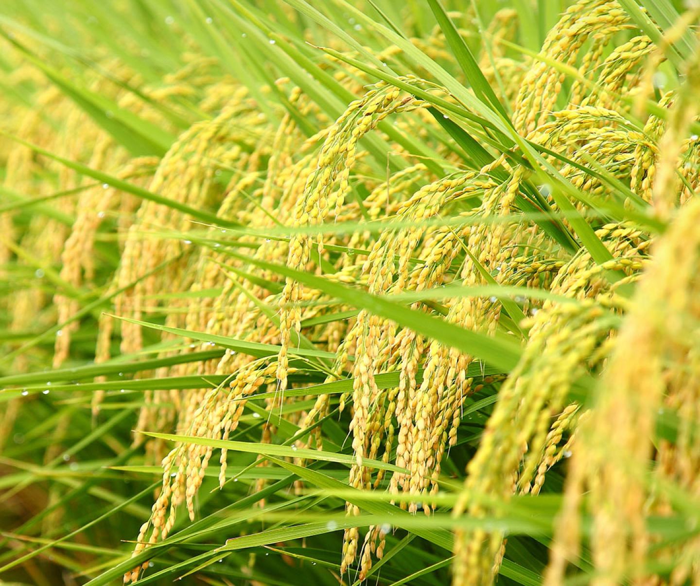 Rice crops