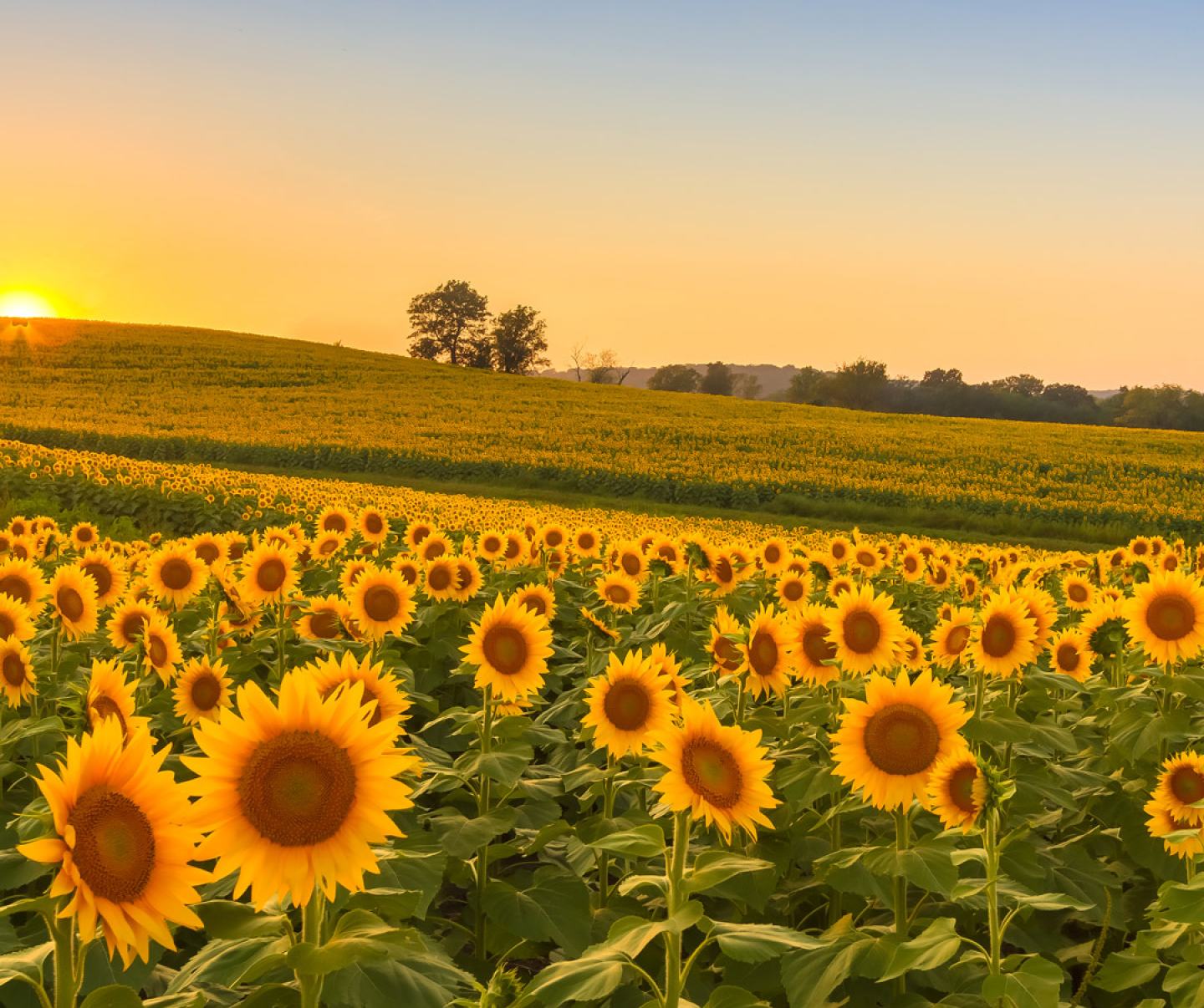 Sunflower field