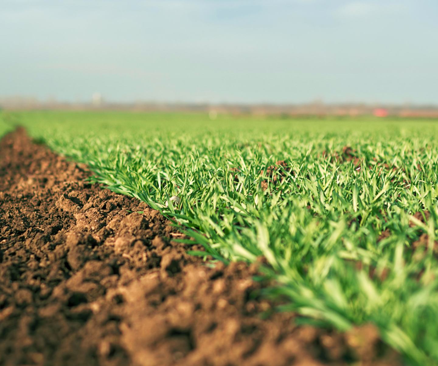 Close up of winter wheat