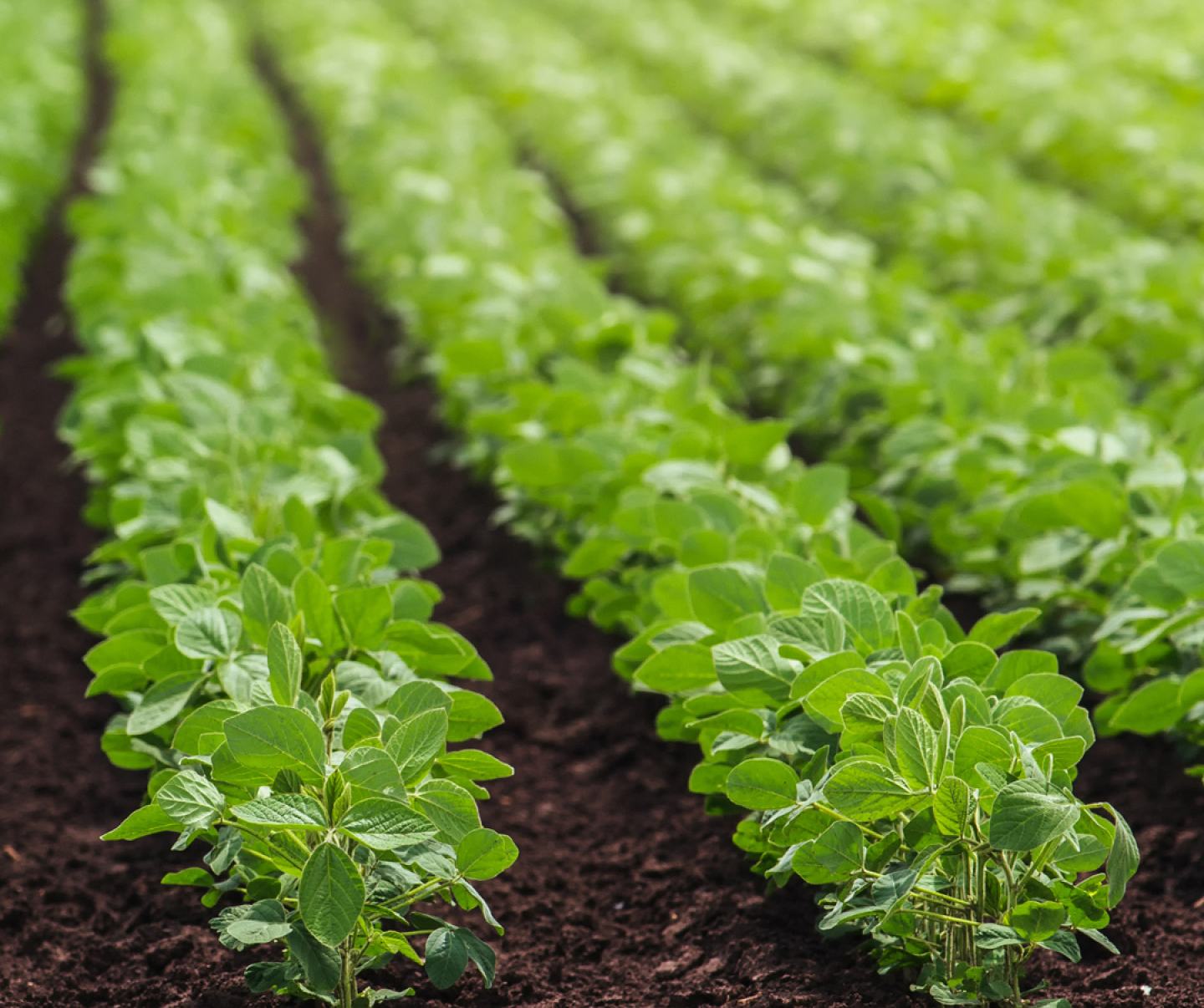 Young soybean rows