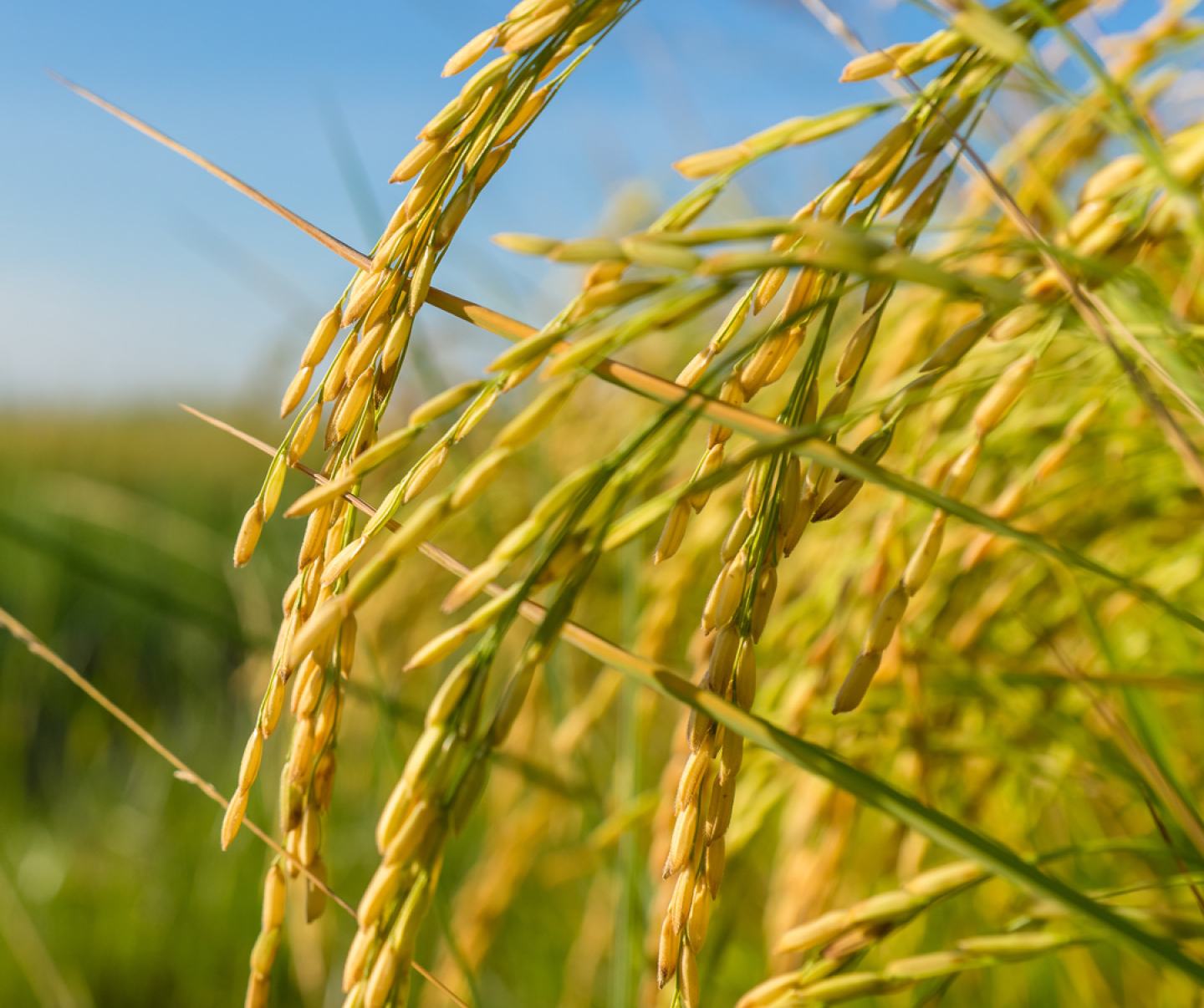 Close up of rice crop