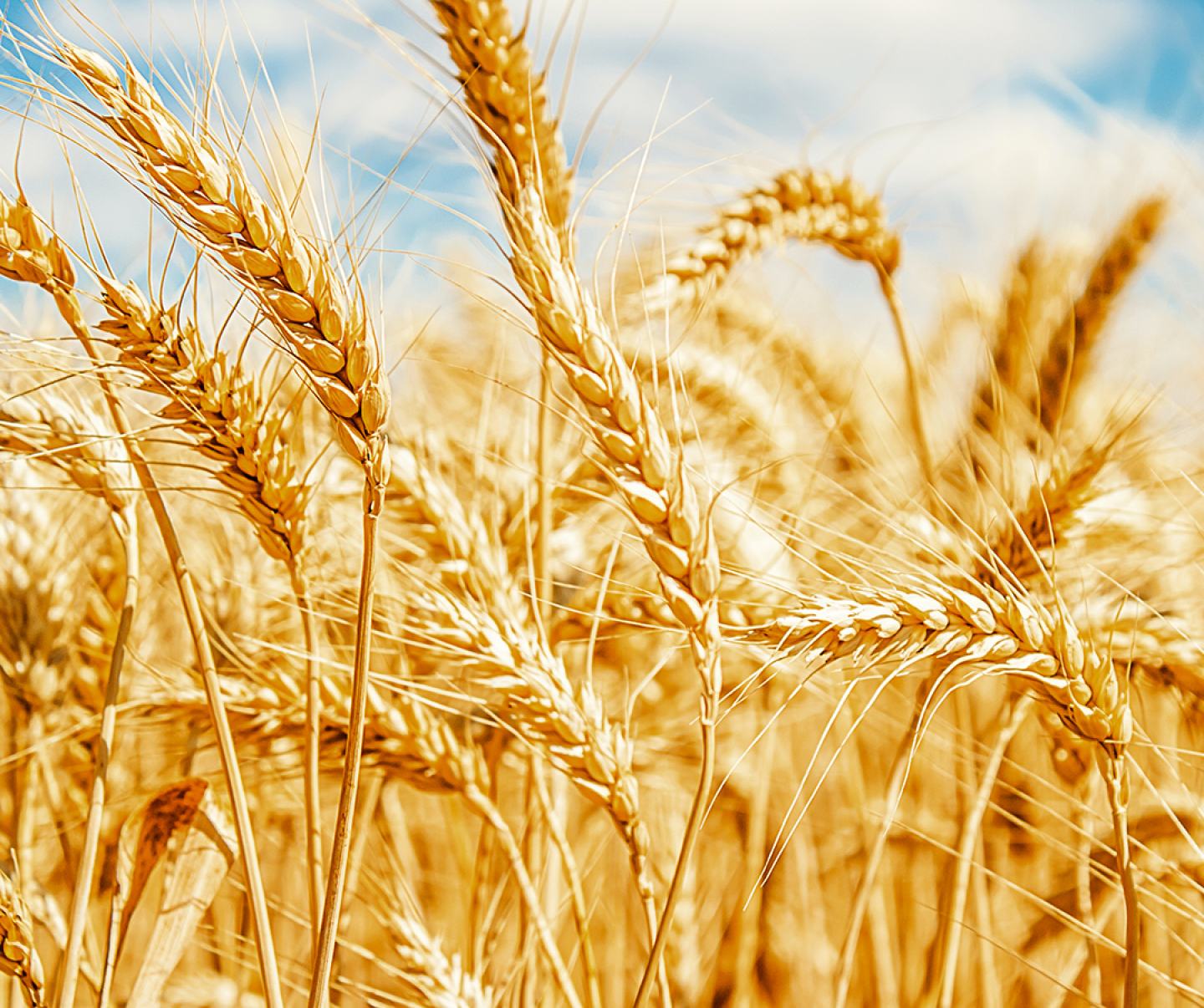 Close up of mature wheat