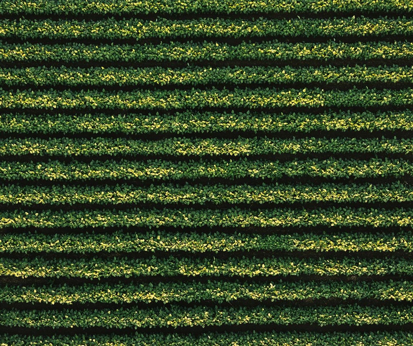 Aerial view of soybean rows