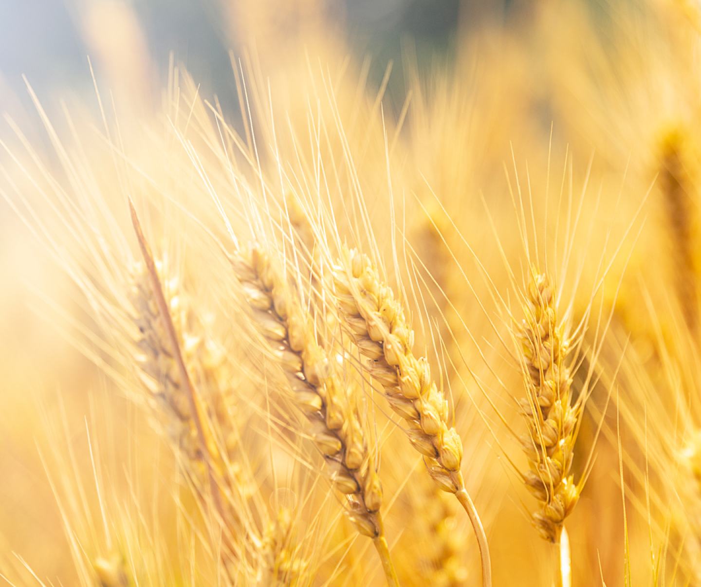 Close up of mature wheat crop