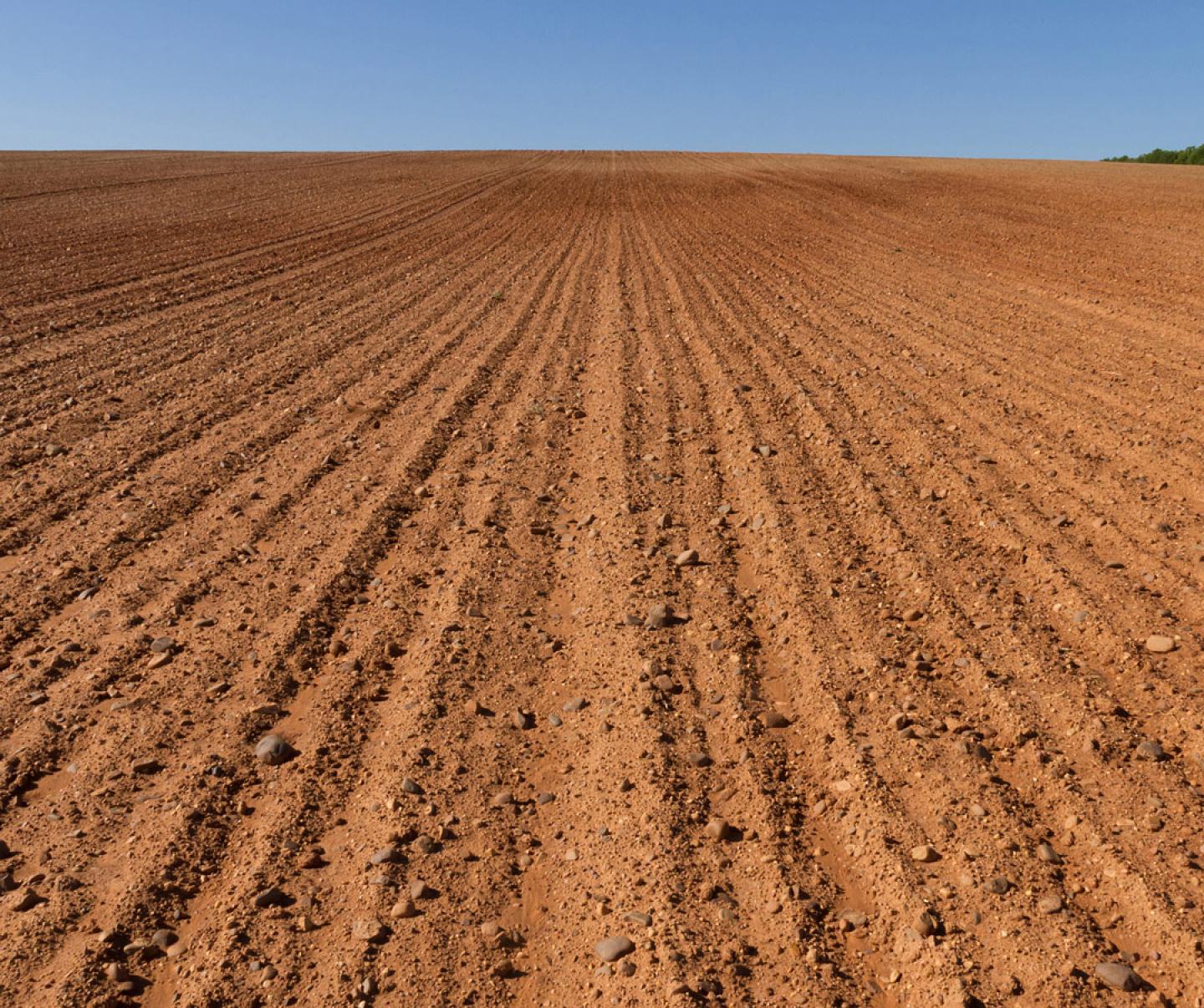 Fallow field