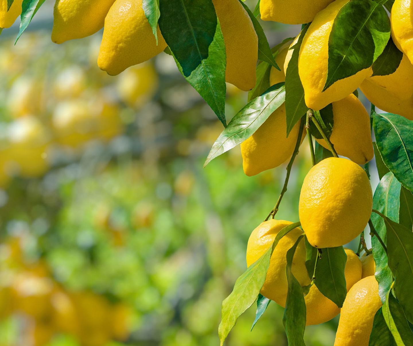 Close up of lemon citrus tree