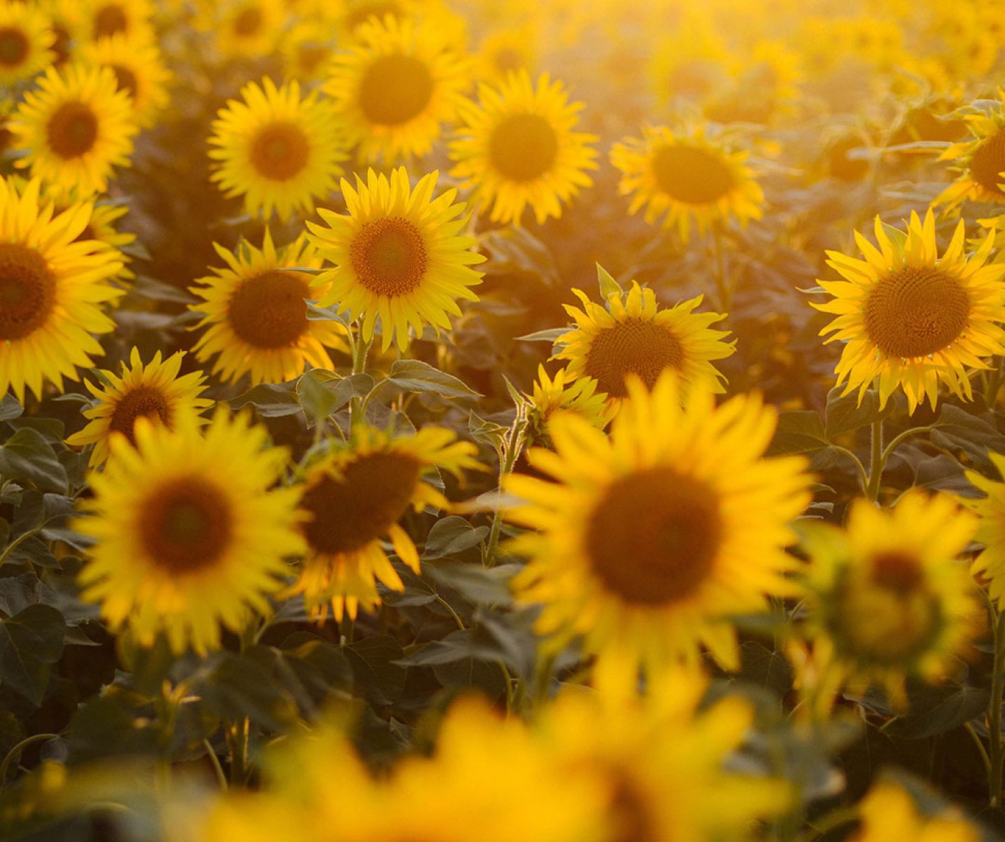 Group of sunflowers in field