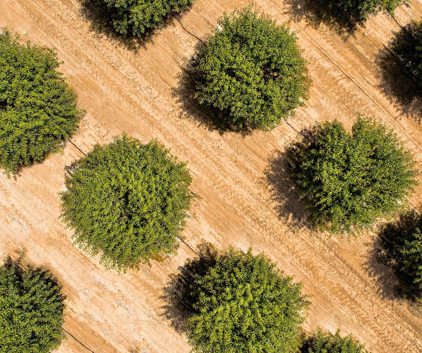 Aerial of almond trees in field