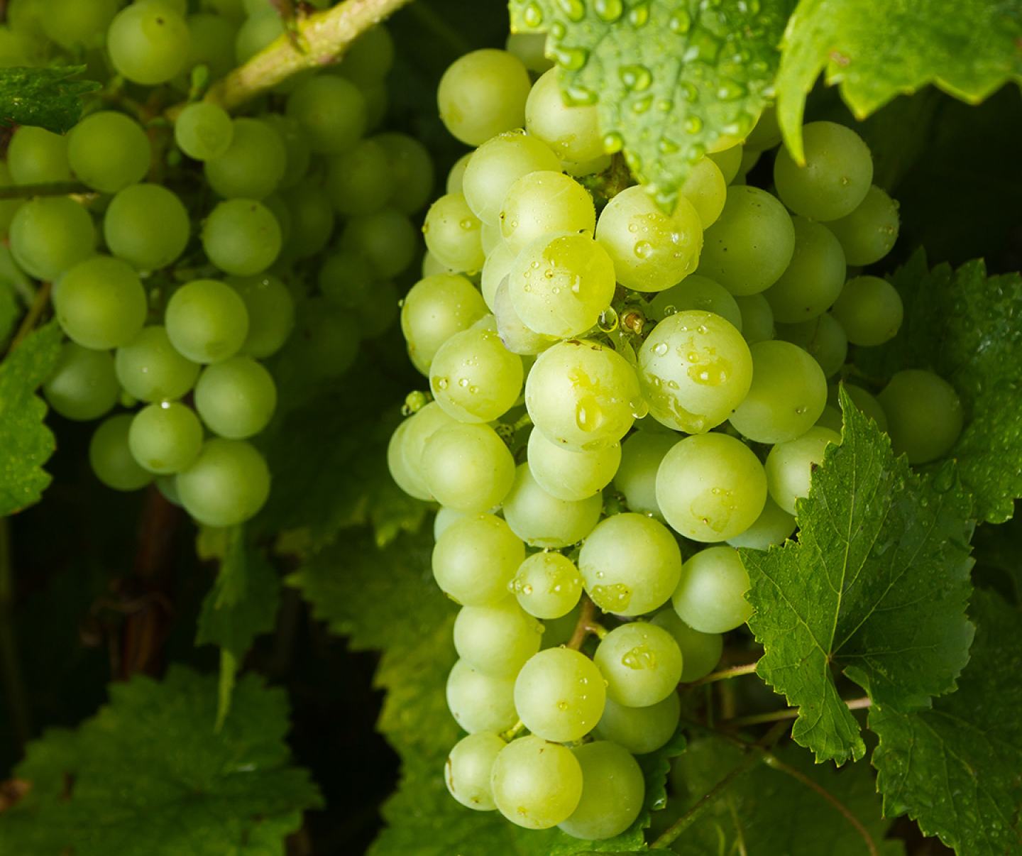 Close up of green grape crop