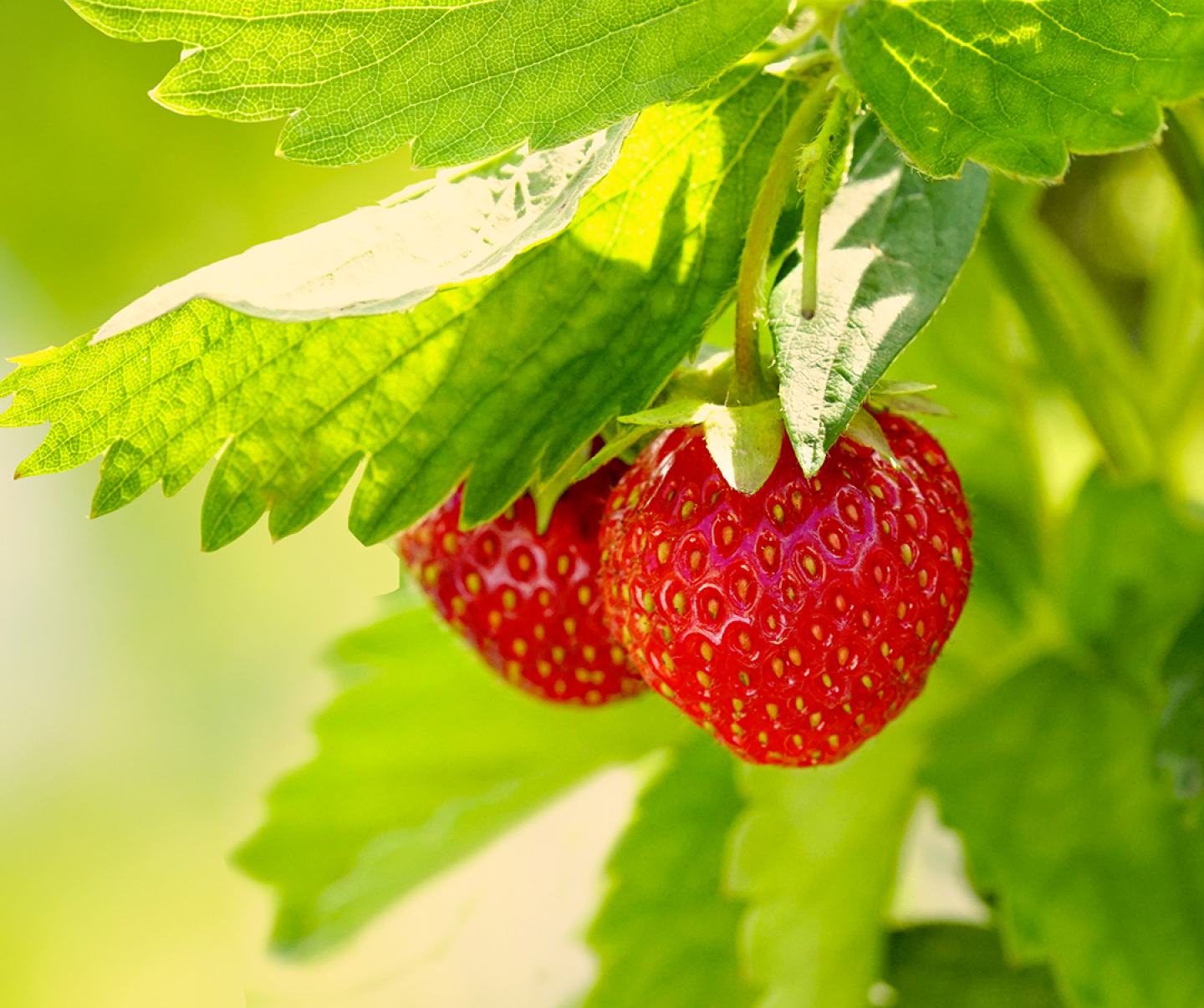 Close up of strawberry crop