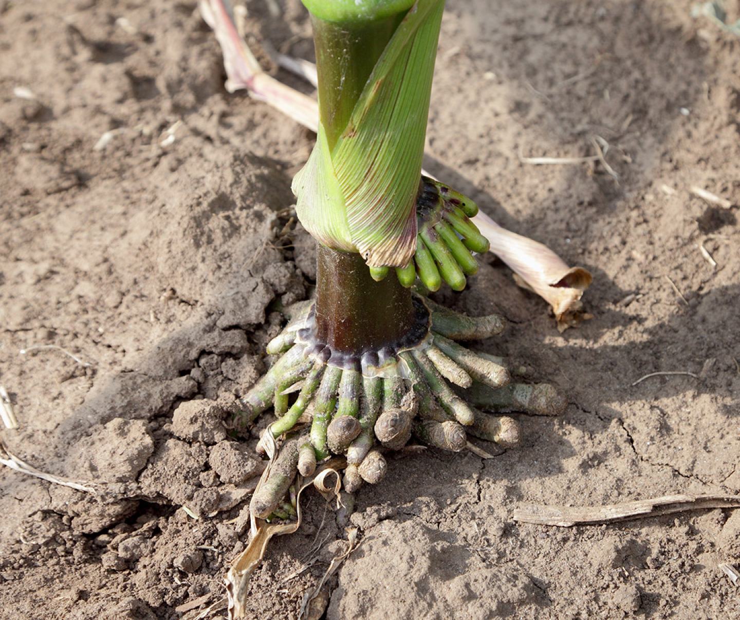 Close up of corn roots