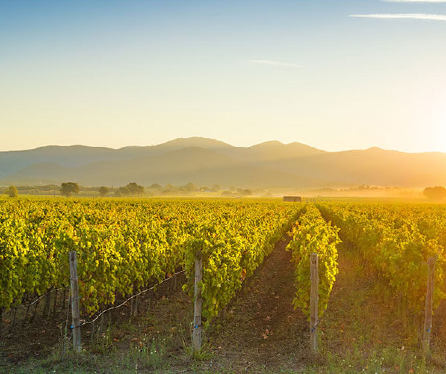 Vineyard FMC Fungicides