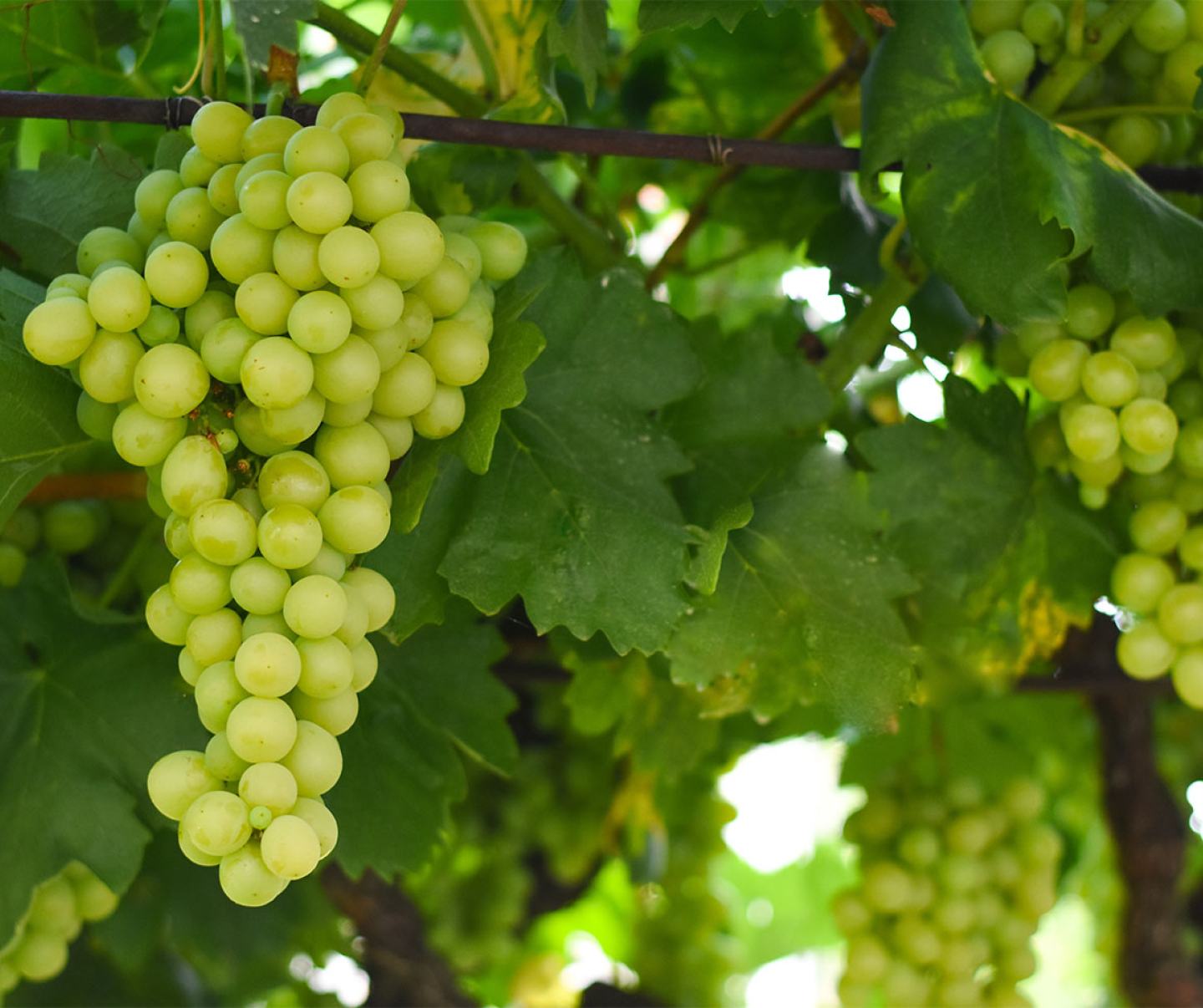 FMC Good to Grow grapevine trunk disease