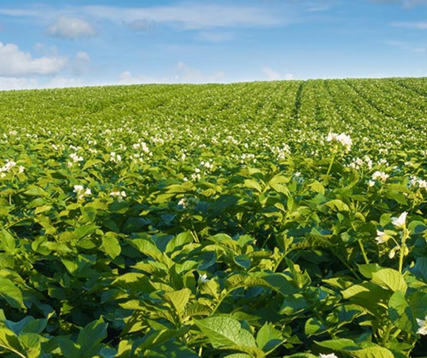 Alfalfa | FMC Ag US