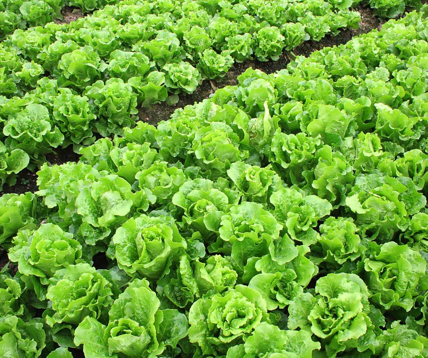 rows of lettuce