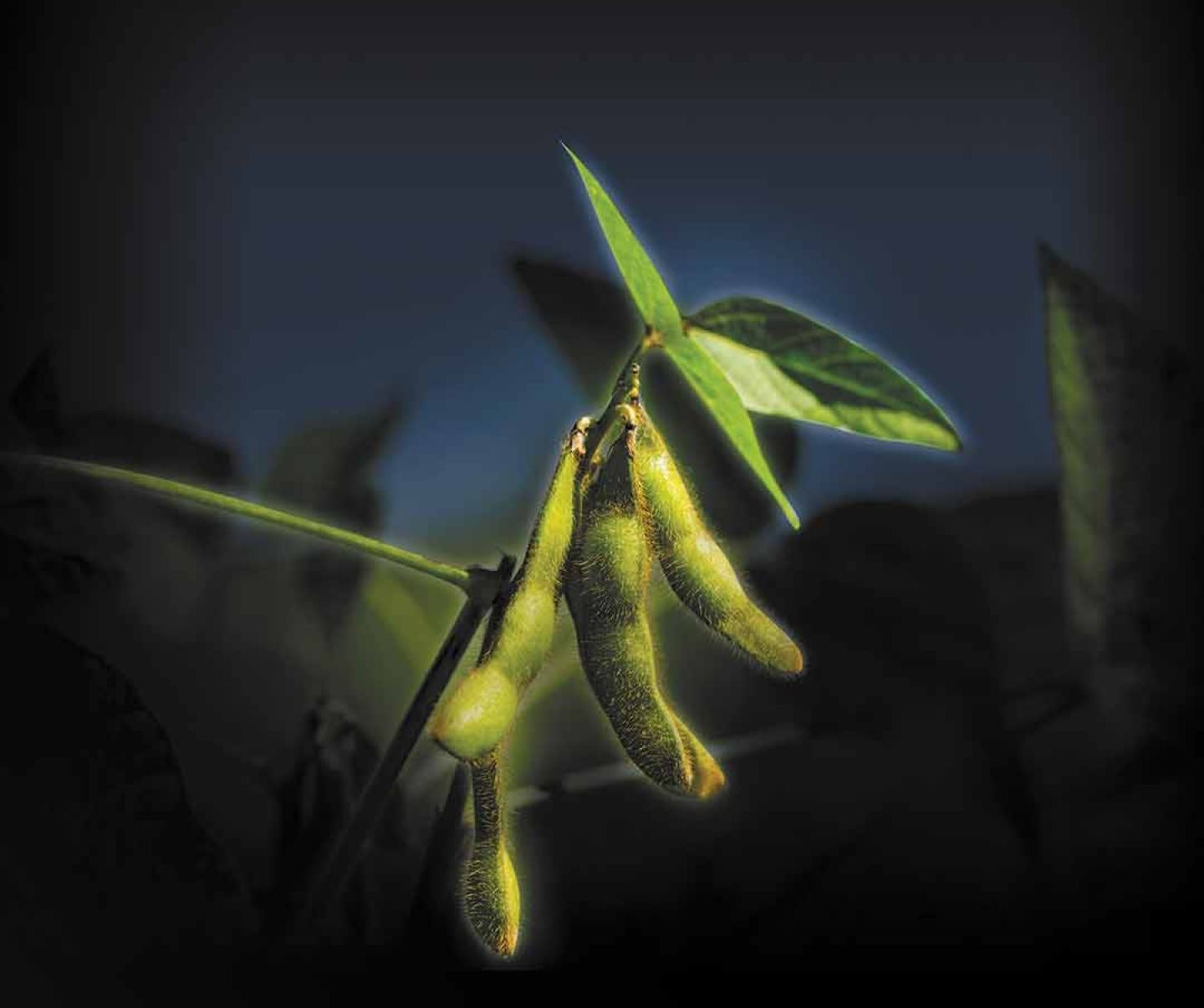 Close up of soybean crop in field
