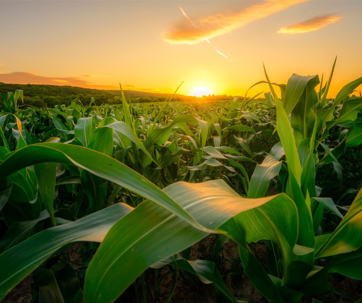 Corn field at sunset.