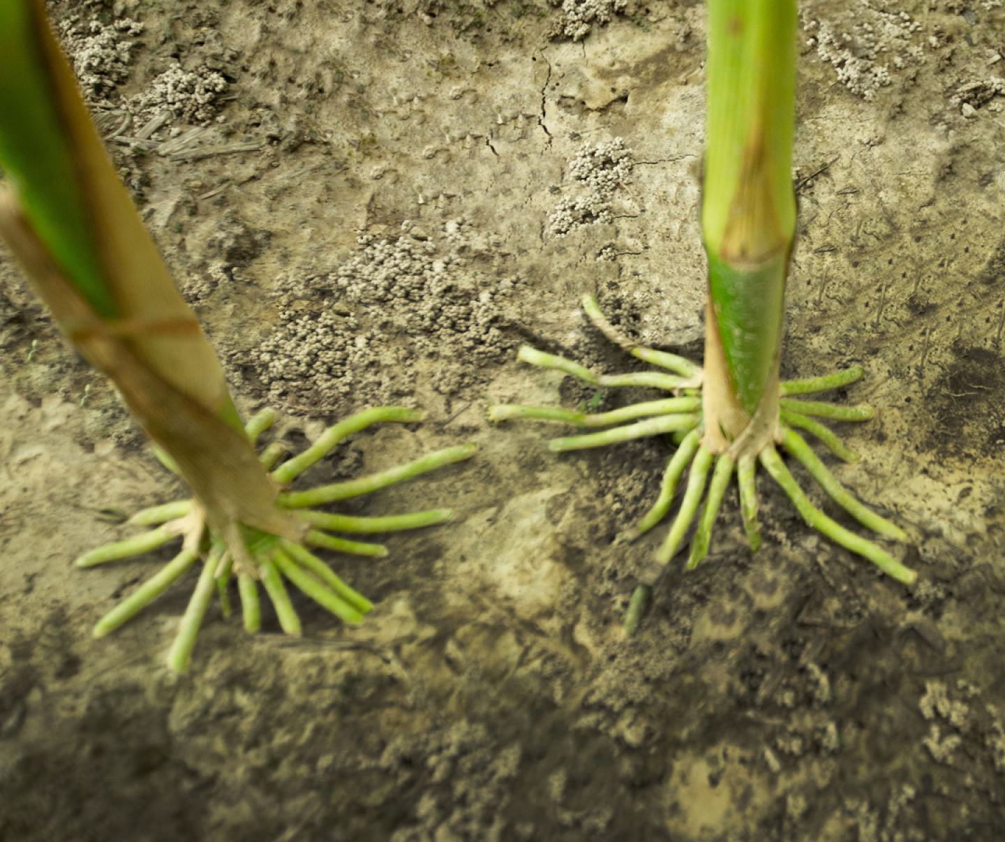 Corn roots