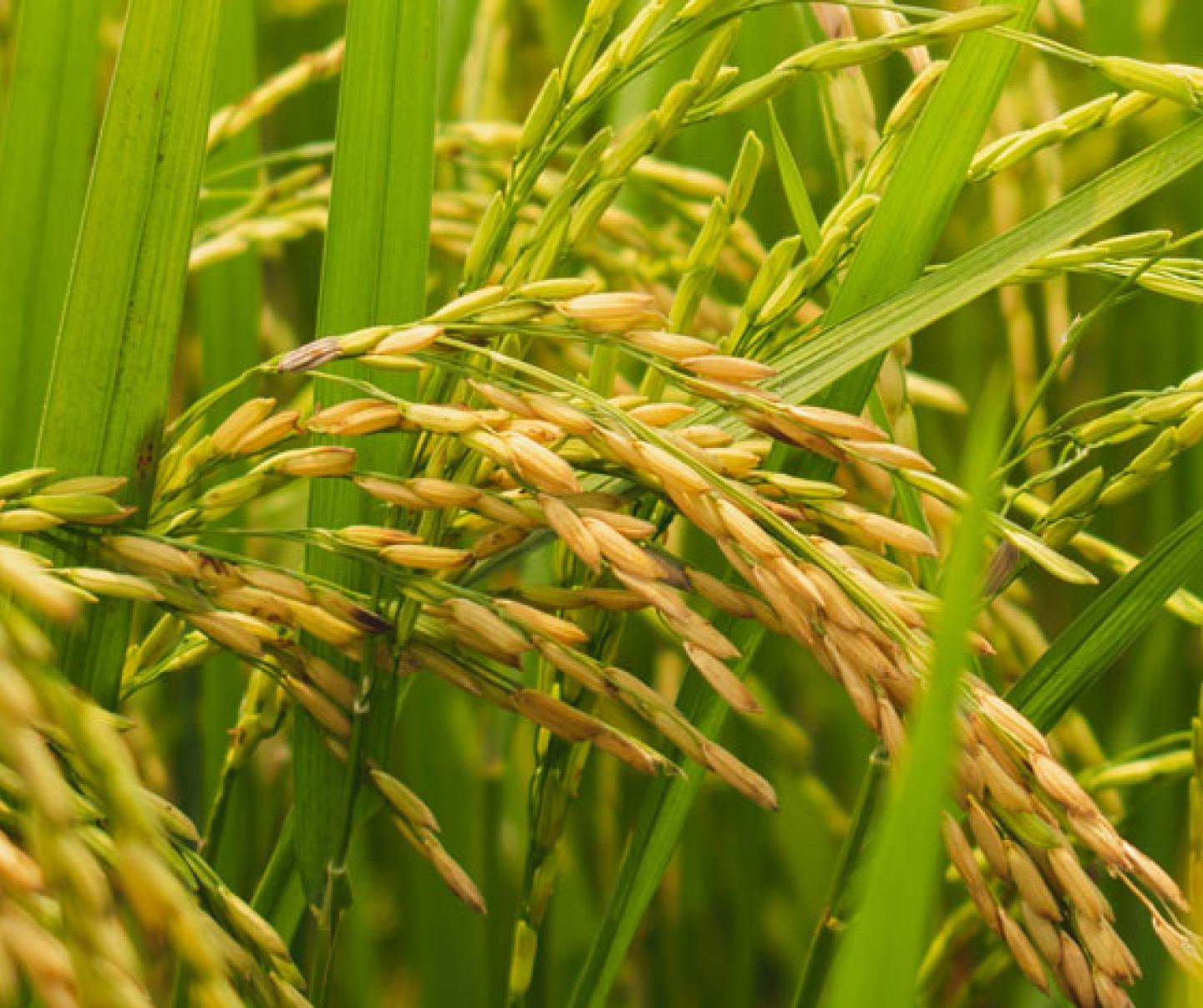Rice growing in autumn paddy field