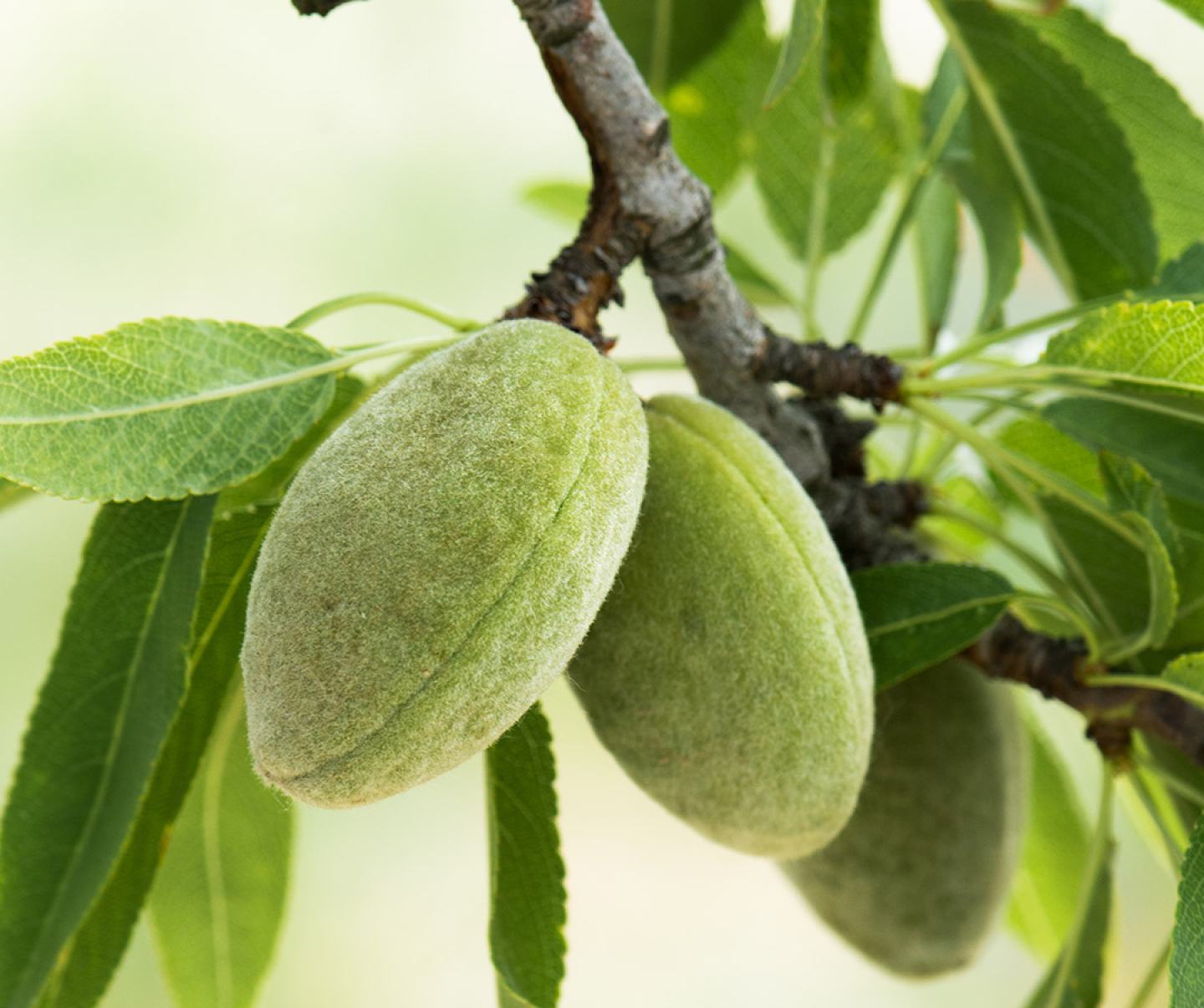 Ripening almonds on a tree.