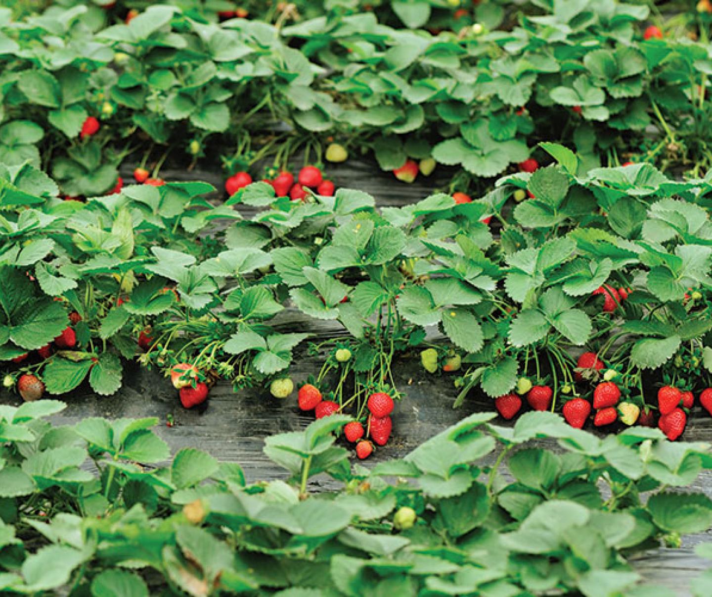 Strawberry field