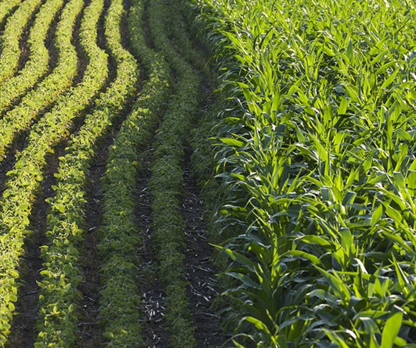 Rows of corn and soybeans next to each other in a sunlit field on a summer day
