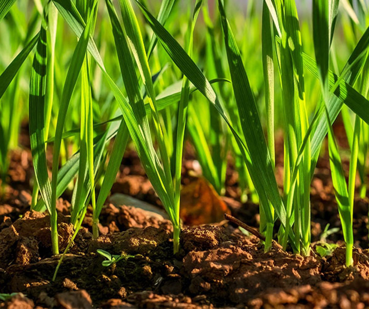 Young wheat seedlings growing in a field.