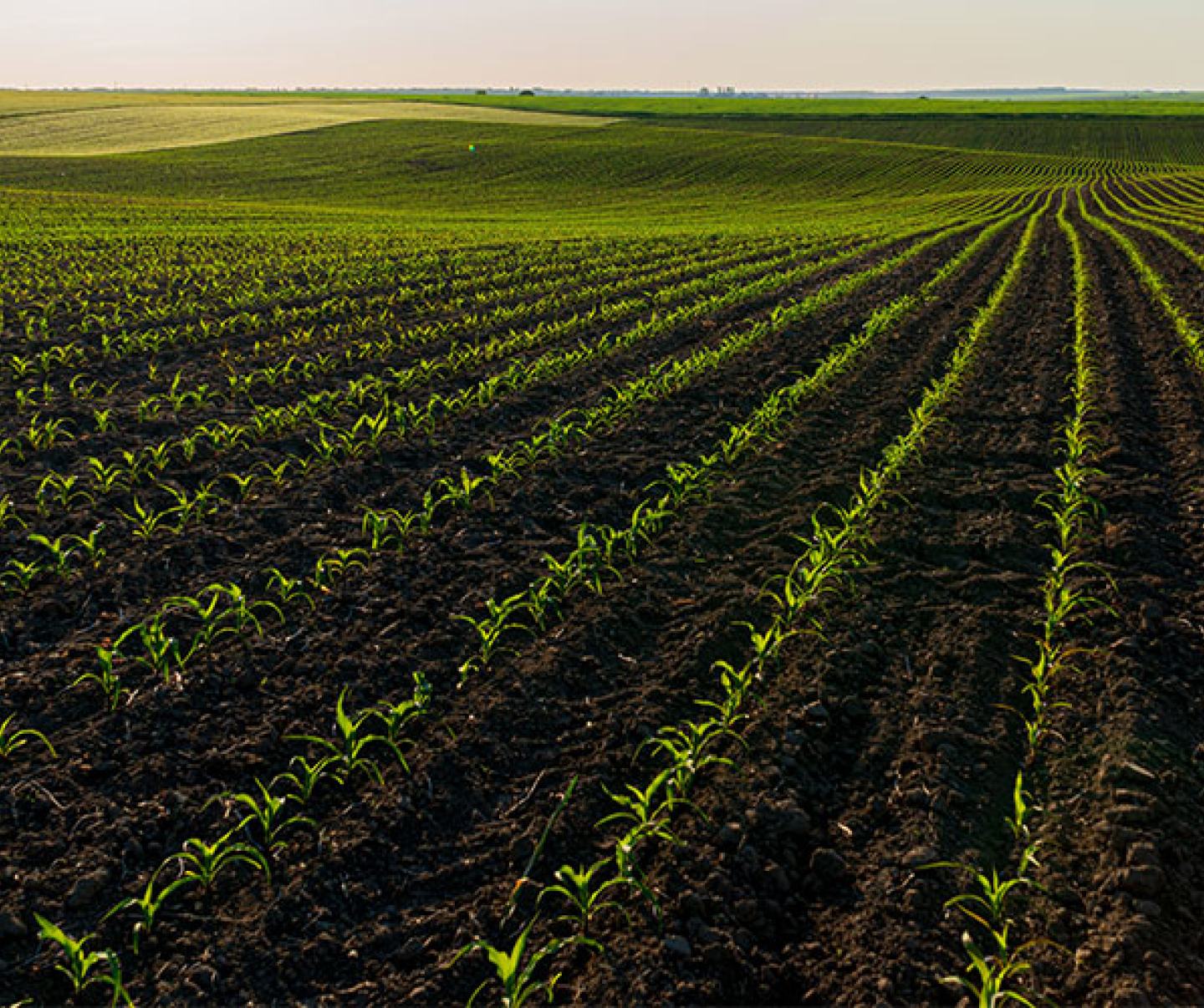 Small corn plants grow in beautiful rows in an agricultural field. 