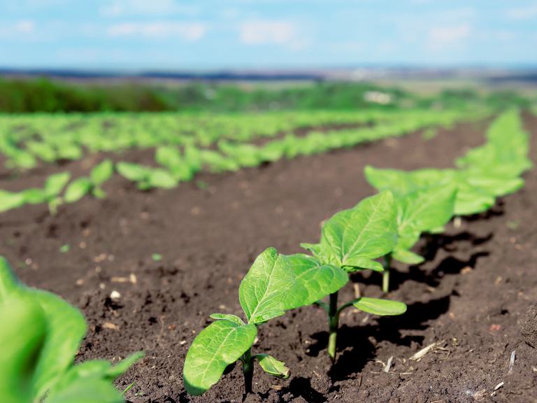 sunflower seedlings