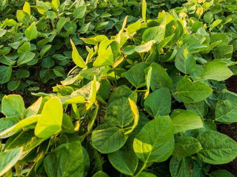 soybean field