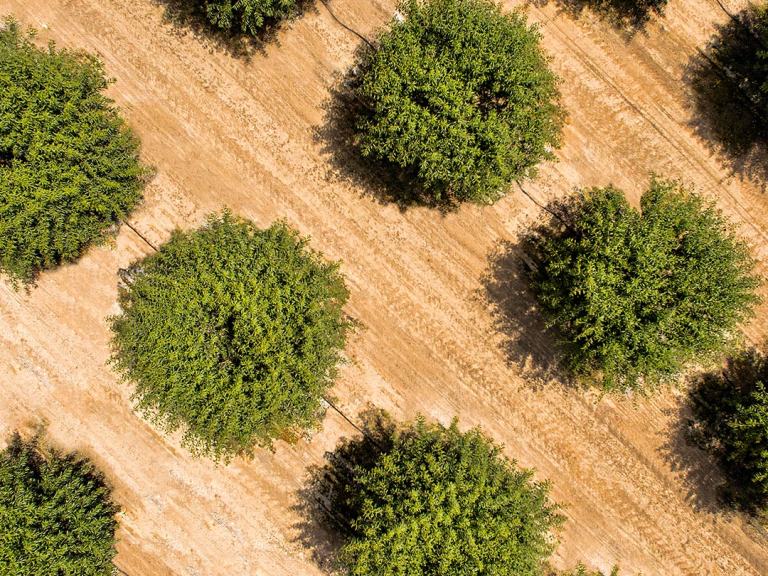 almond trees