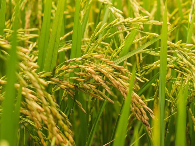 Rice growing in autumn paddy field