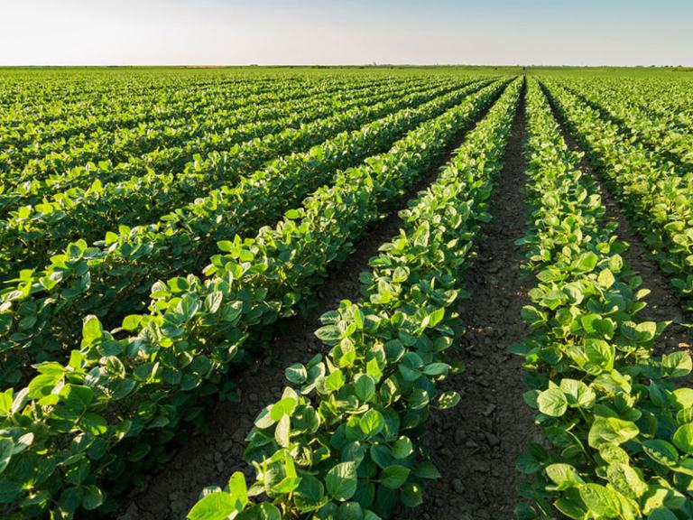 Soybean field