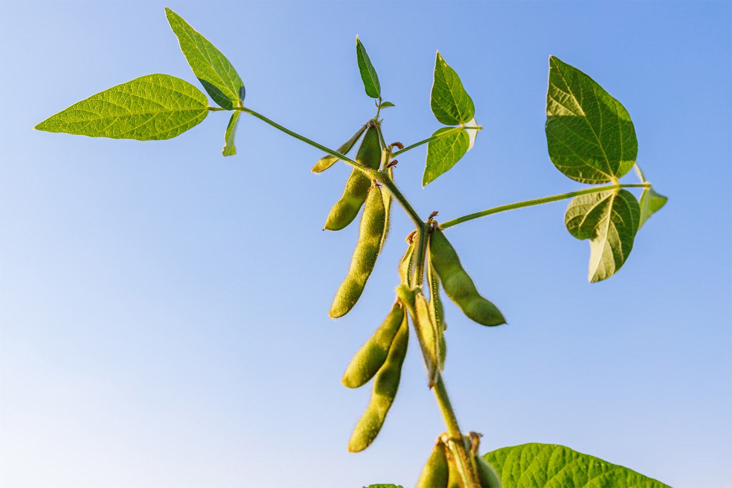 Soybean plant with sky 