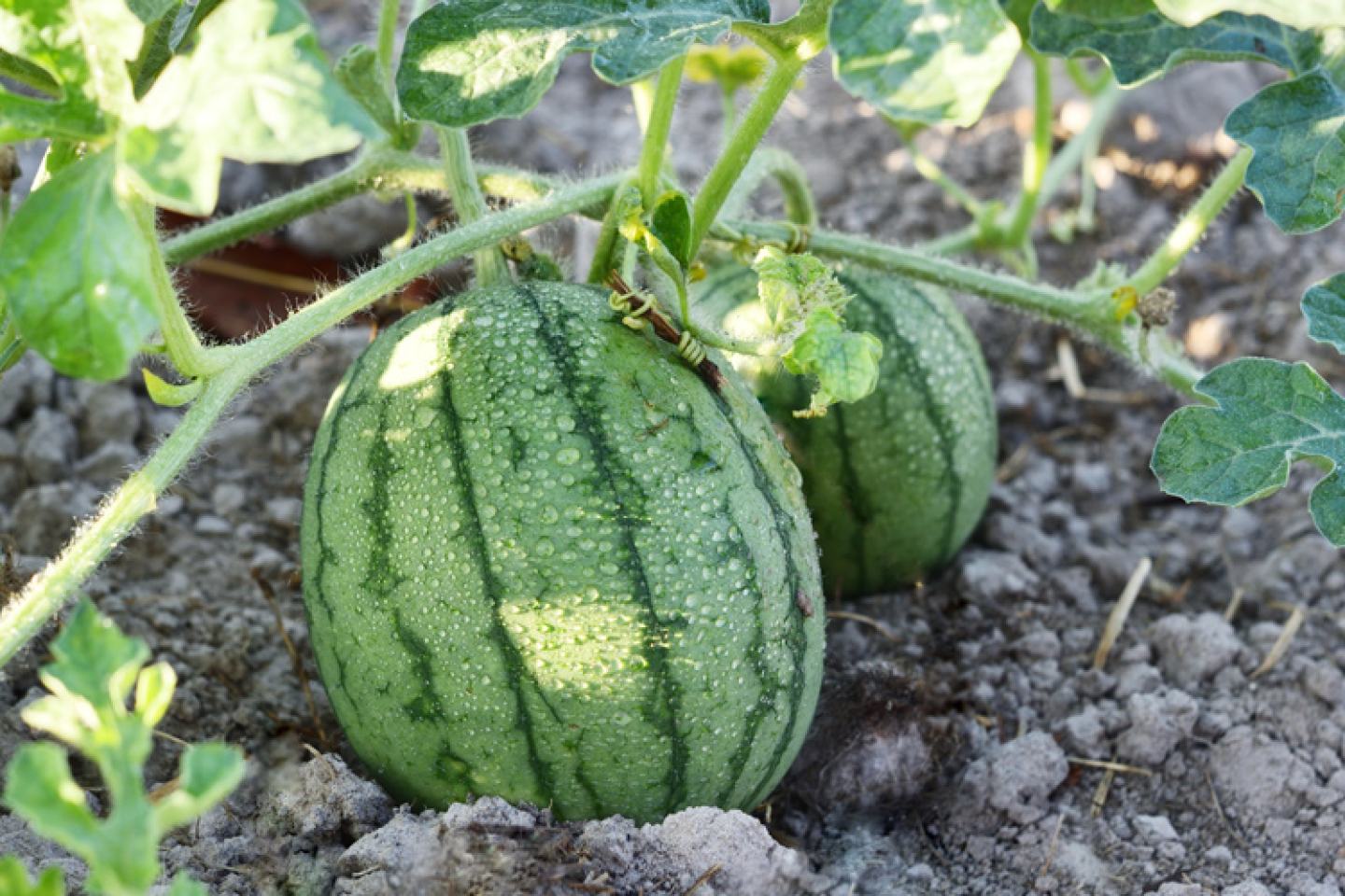 Rhyme Fungicide Available on Watermelons
