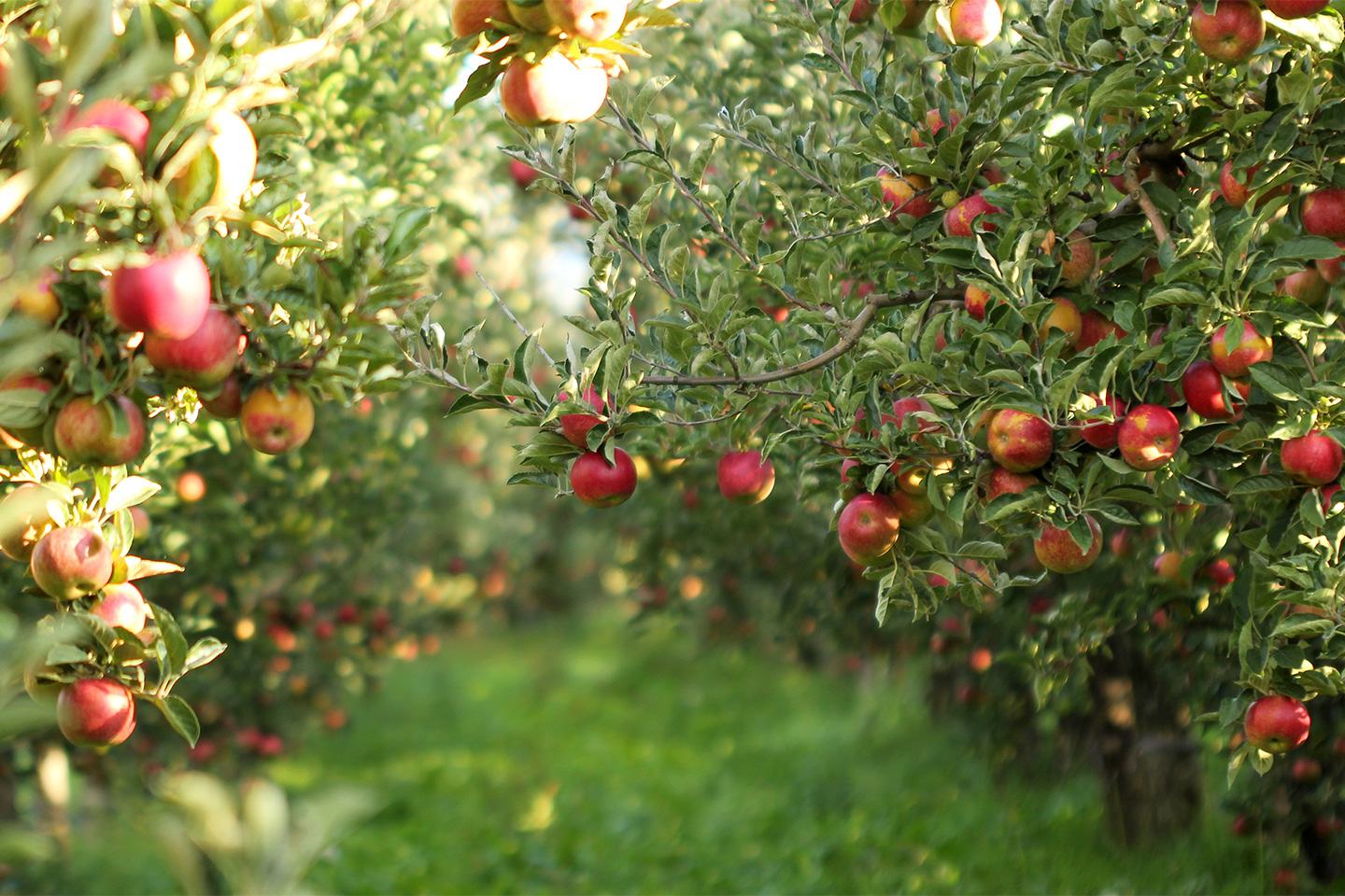 Apple trees