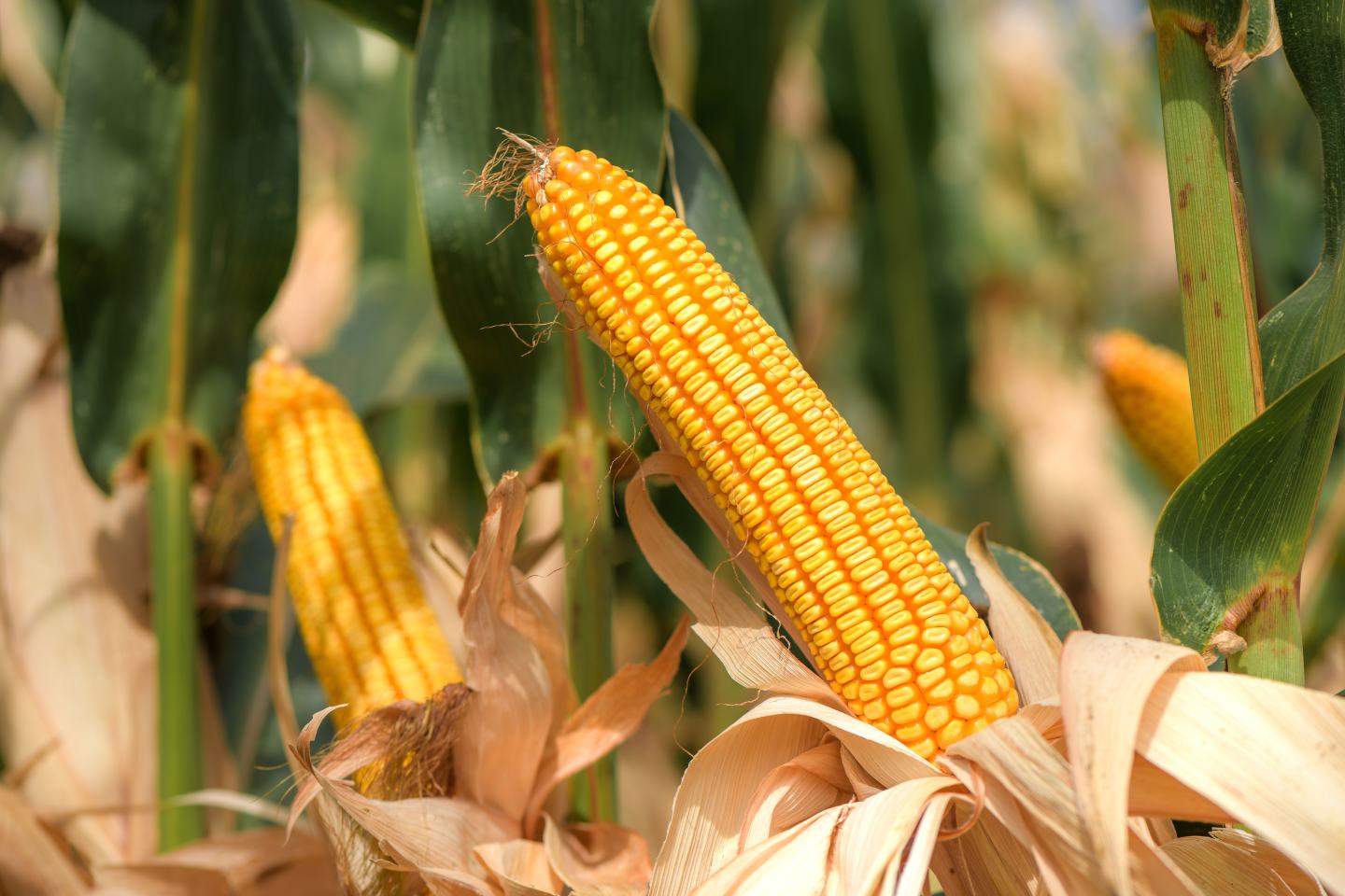 Cobs of field corn
