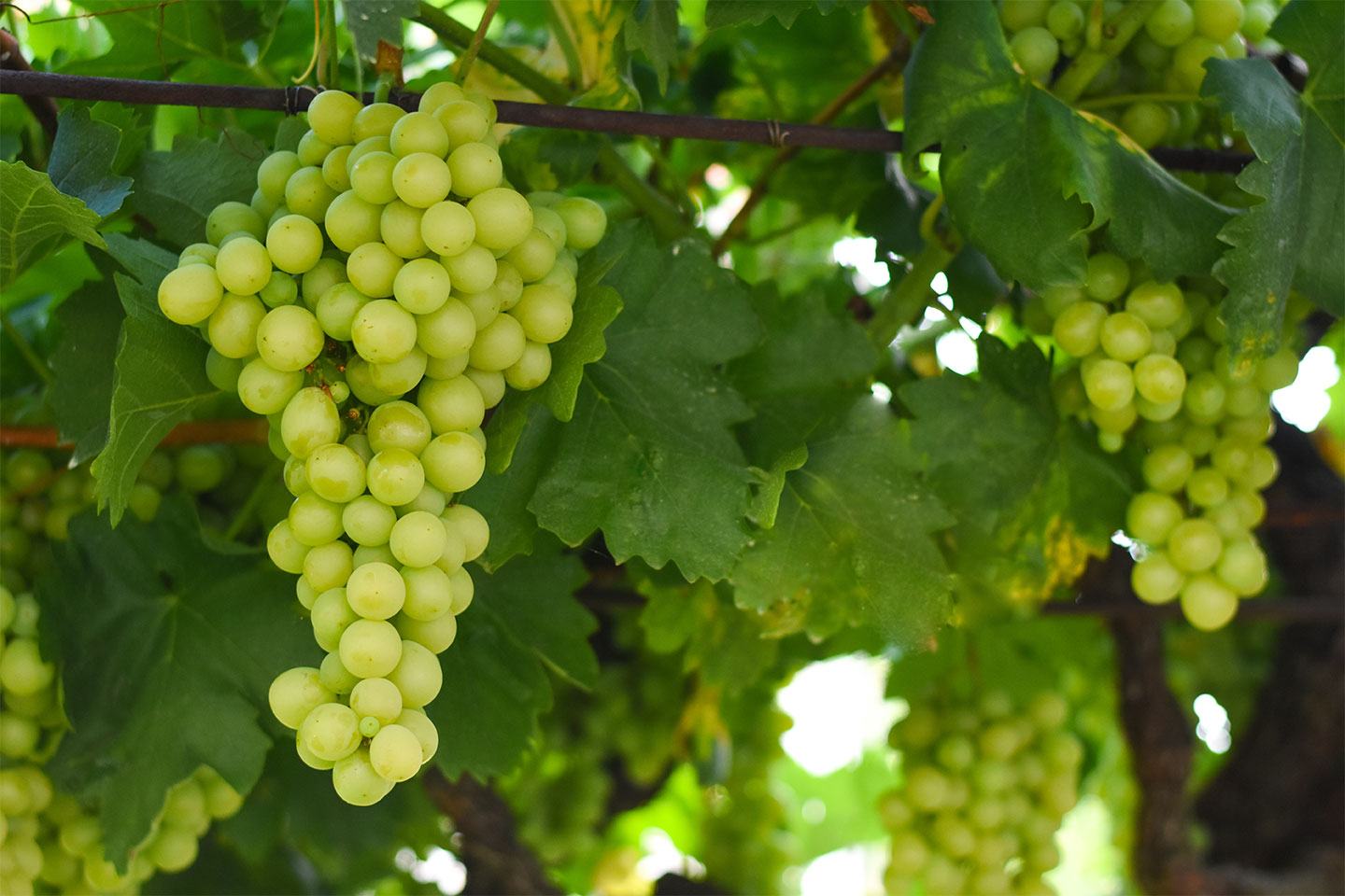 FMC Good to Grow grapevine trunk disease
