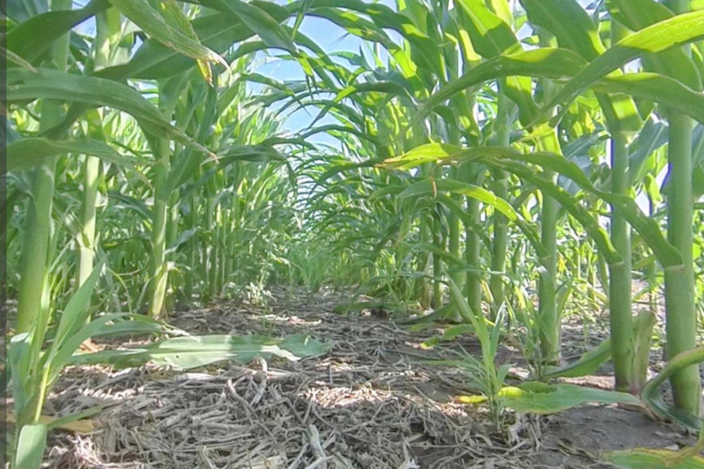 corn field virtual plot tour