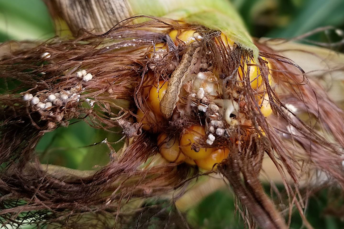 Pest damage to corn