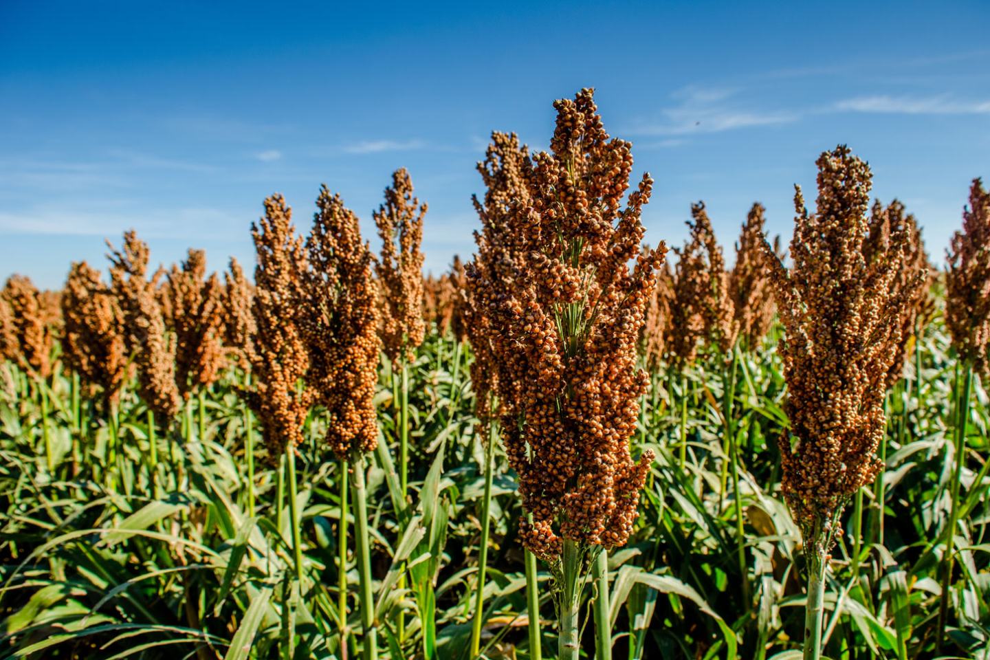 Consistent and broad spectrum insect control for grain sorghum.