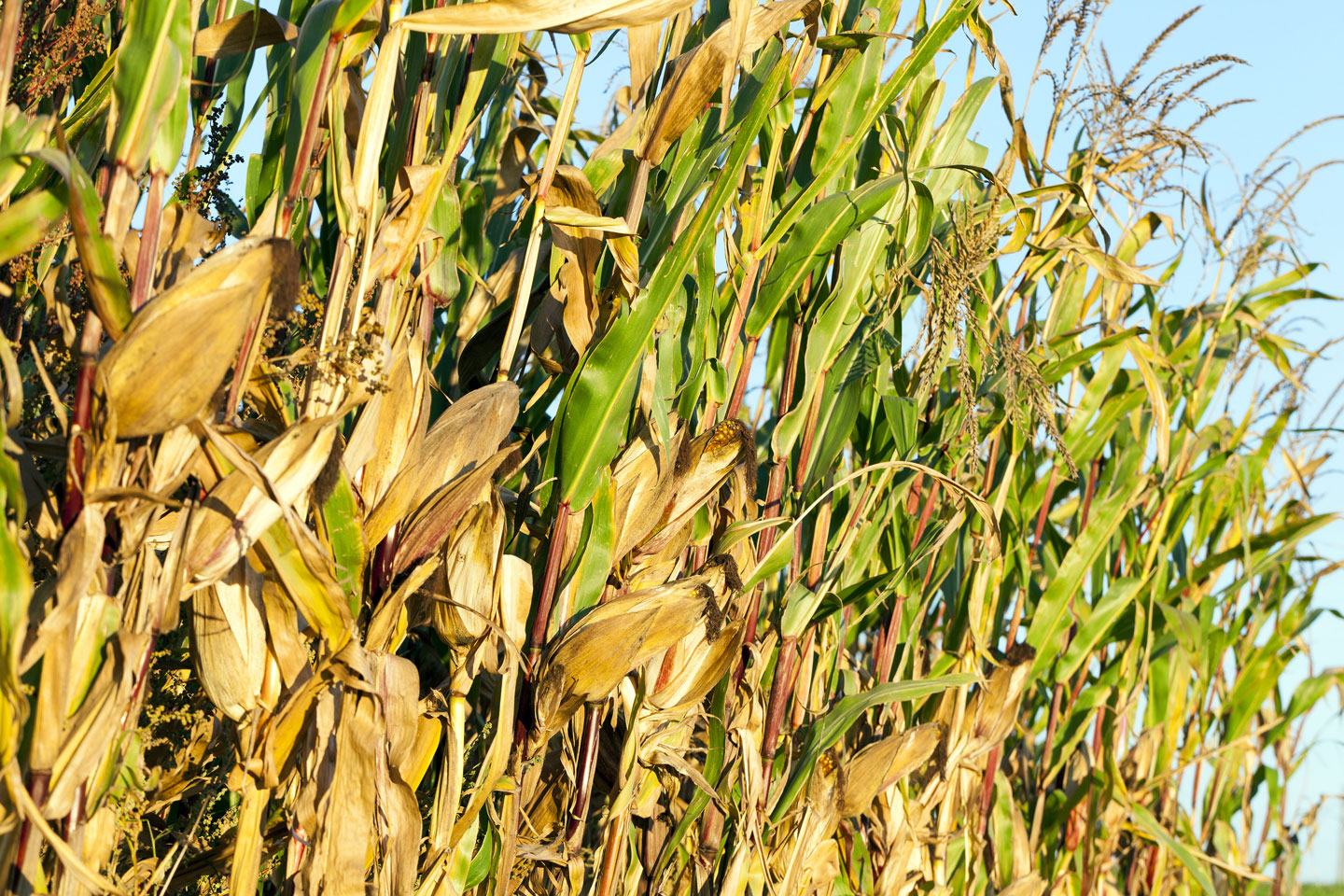Aim EC herbicide is a harvest aid for corn, grain sorghum, soybeans and rice.