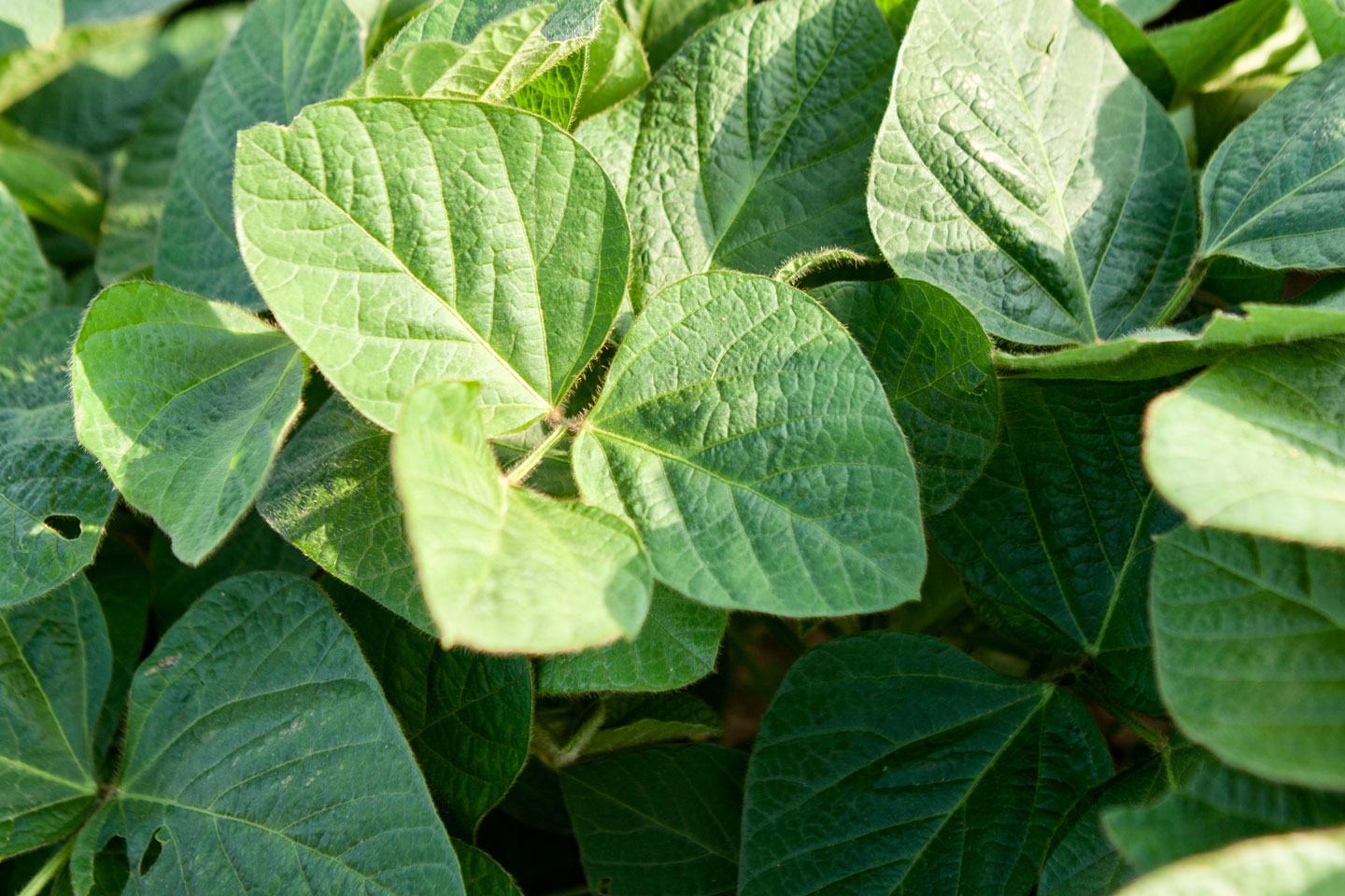 Hero Insecticide Soybeans