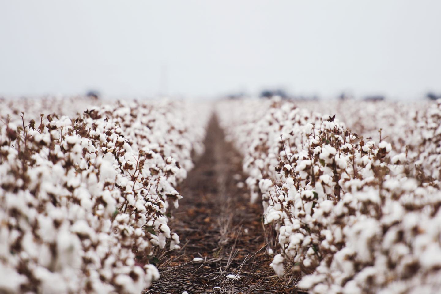 Cotton Defoliation With Aim EC