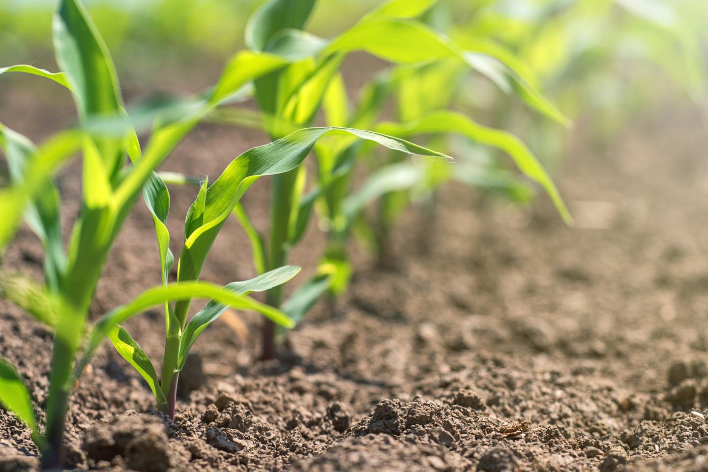 Row of young corn