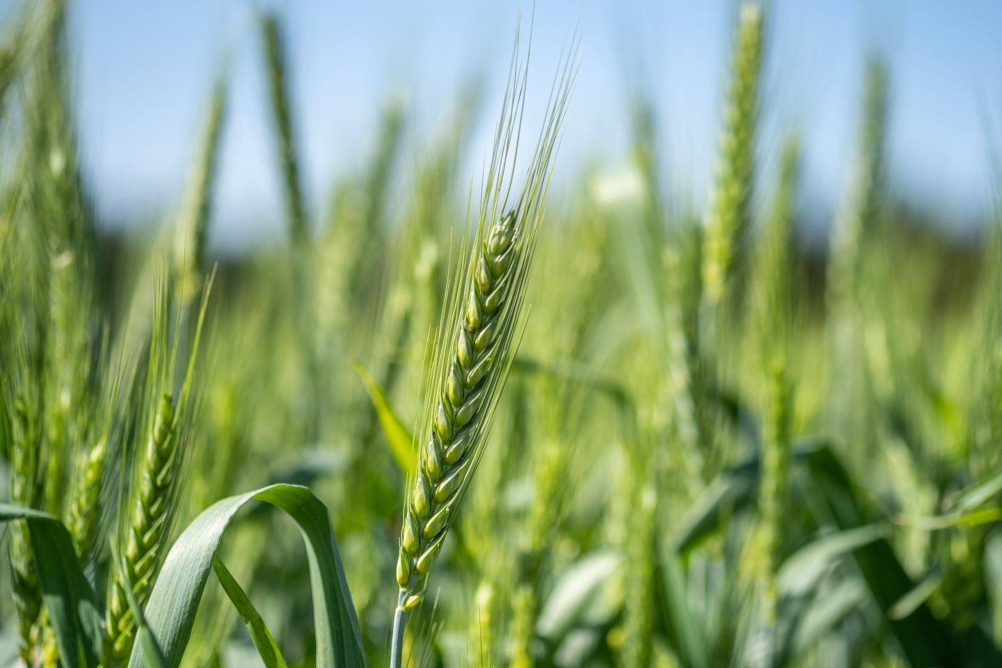 Close up of growing wheat